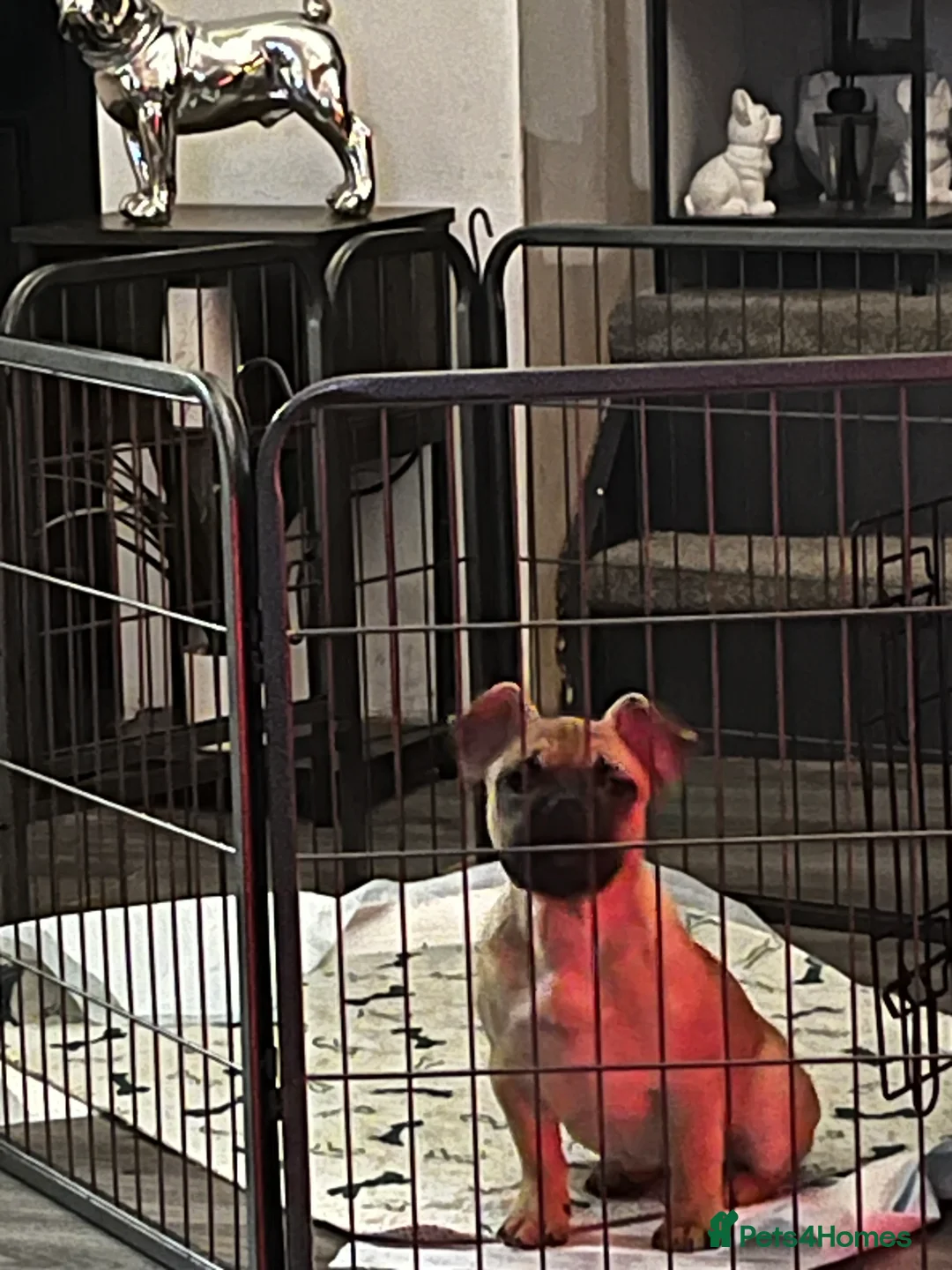 French Bulldog dogs for sale: Stunning fawn chunky frenchie  - Advert 7