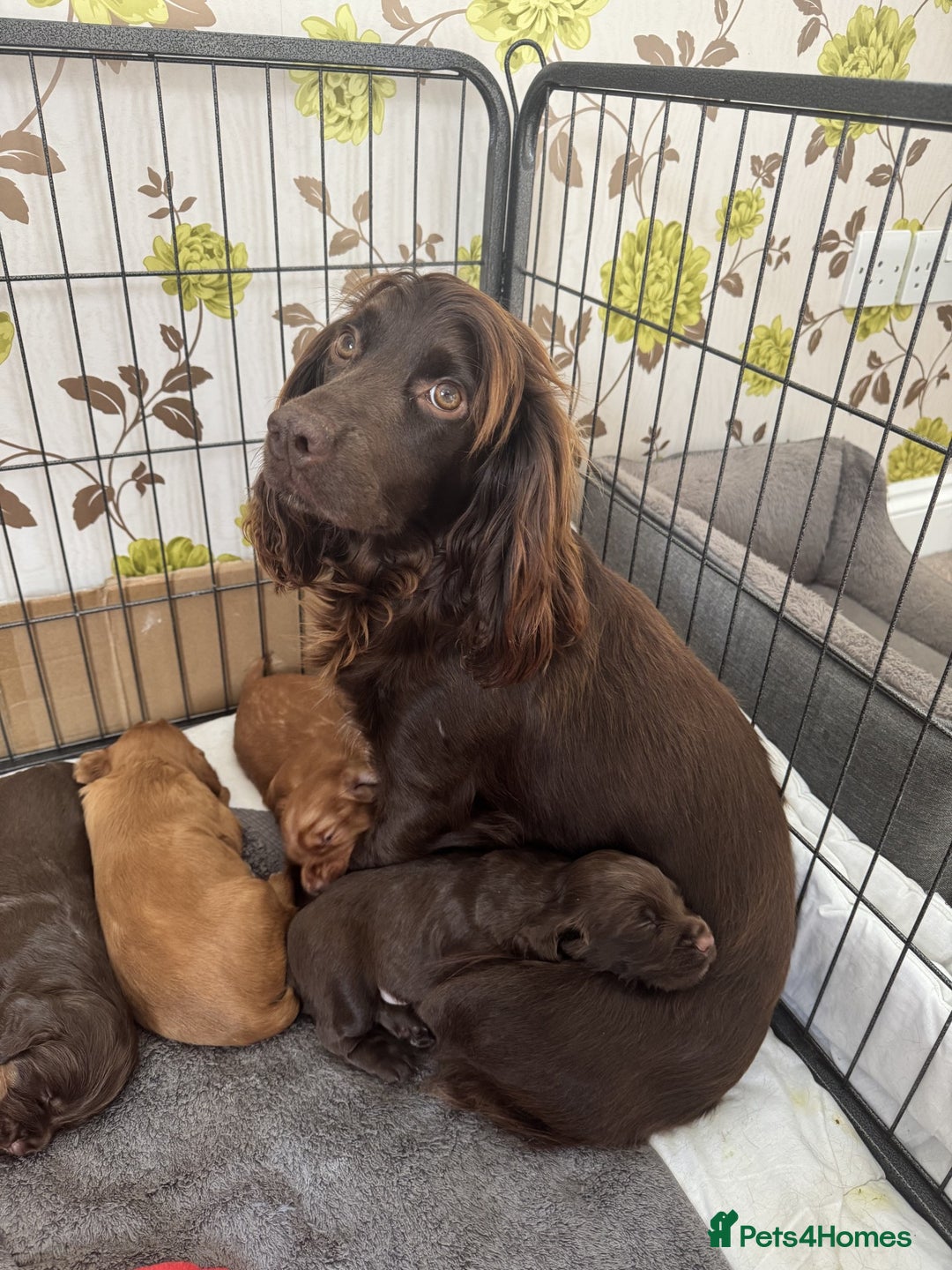 Cocker Spaniel dogs for sale: 🐾 Cocker Spaniel Puppies – Great FTC bloodlines - Image 9
