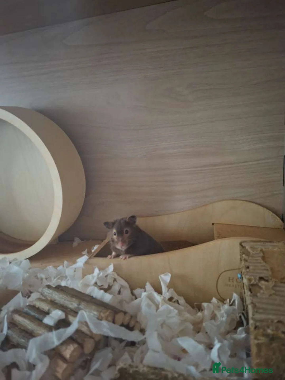 Hamster rodents for sale: Female siriyan hamster  - Advert 2
