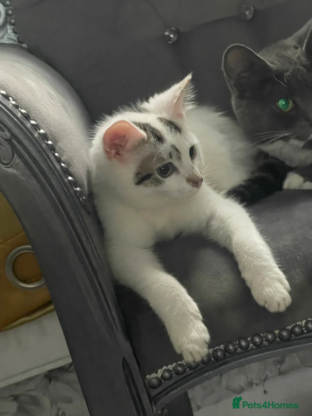 Mixed Breed cats for sale: Kittens for sale bradford - Advert 1