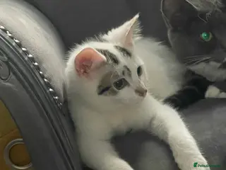 Mixed Breed cats Kittens for sale bradford - Advert 1