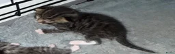 Mixed Breed cats for sale: Gorgeous mixed kittens looking for their new home - Advert 13