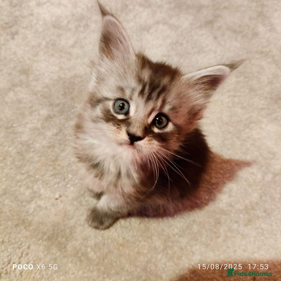 Maine Coon cats for sale: Ready Now Maine Coon kittens - Image 25