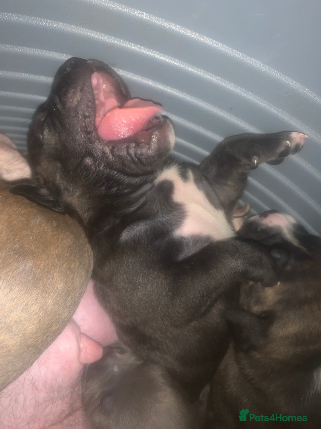Mixed Breed dogs for sale: Staffies X pocket bully’s  - Image 8