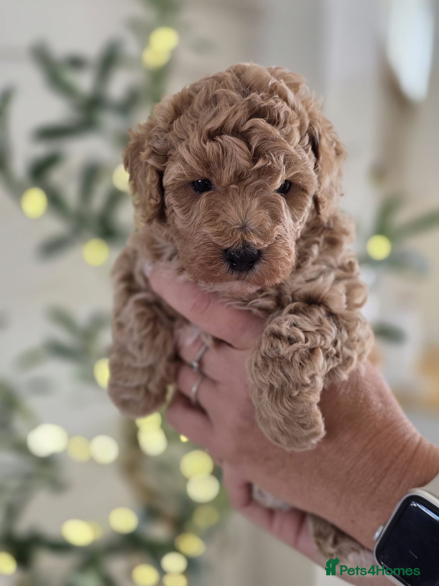 Cavapoo dogs 5*Beautiful Health tested F2b Cavapoo Puppies  - Advert 2
