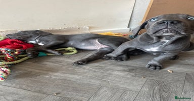 Cane Corso dogs - Advert 4