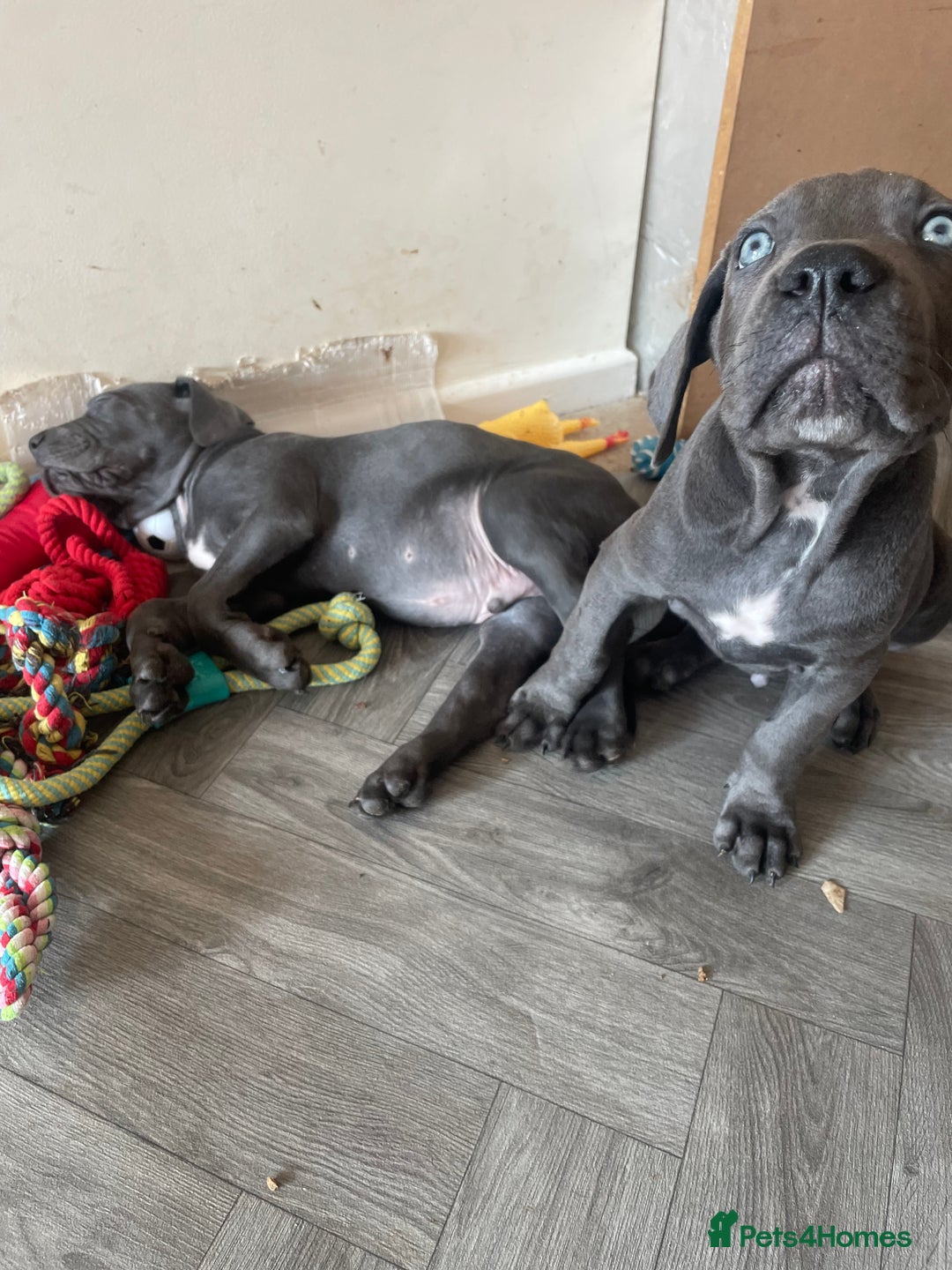 Cane Corso dogs for sale: Cane corso pups  - Image 2