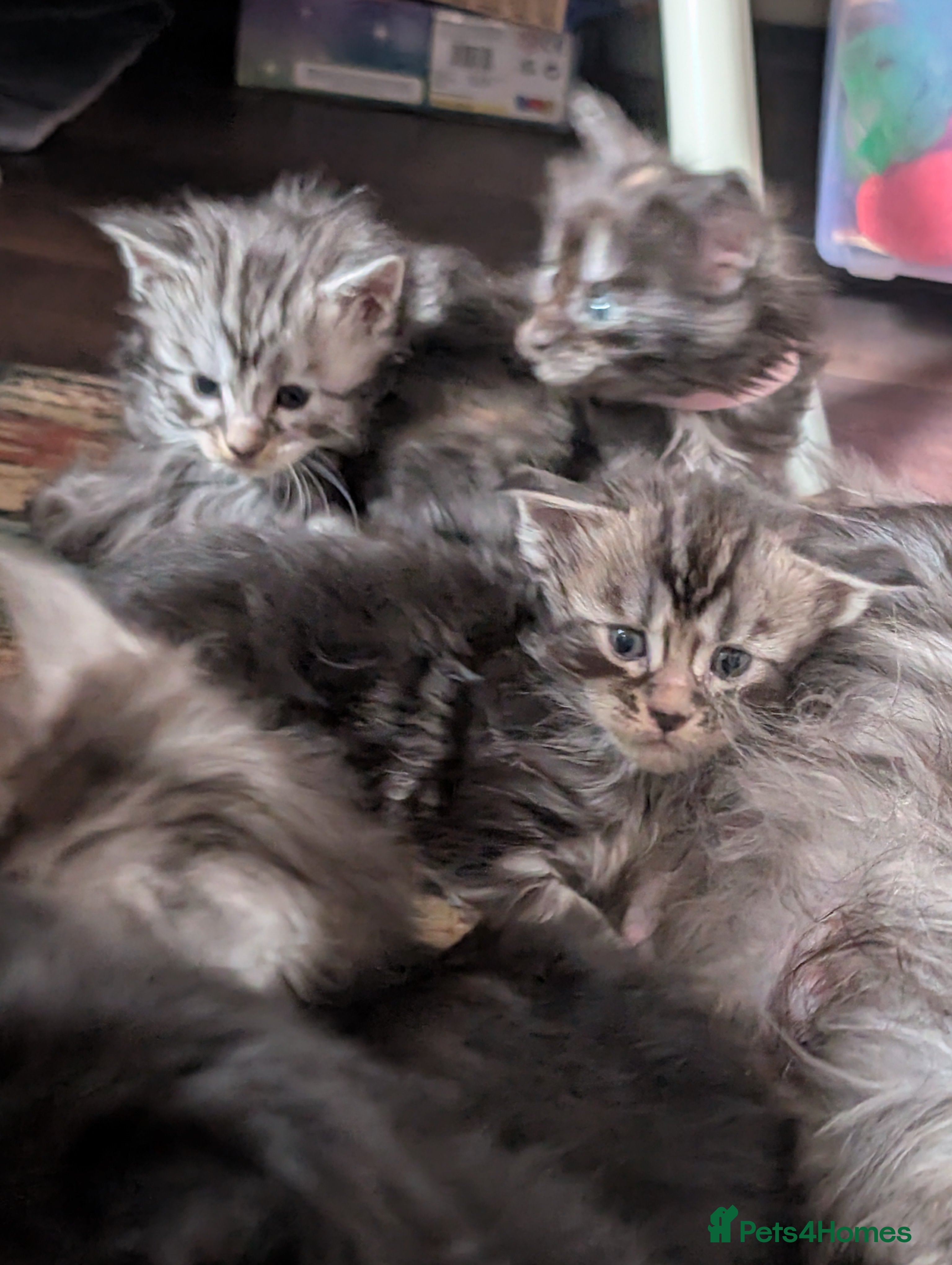 Maine Coon cats 6 Beautiful main coon kittens - Advert 3