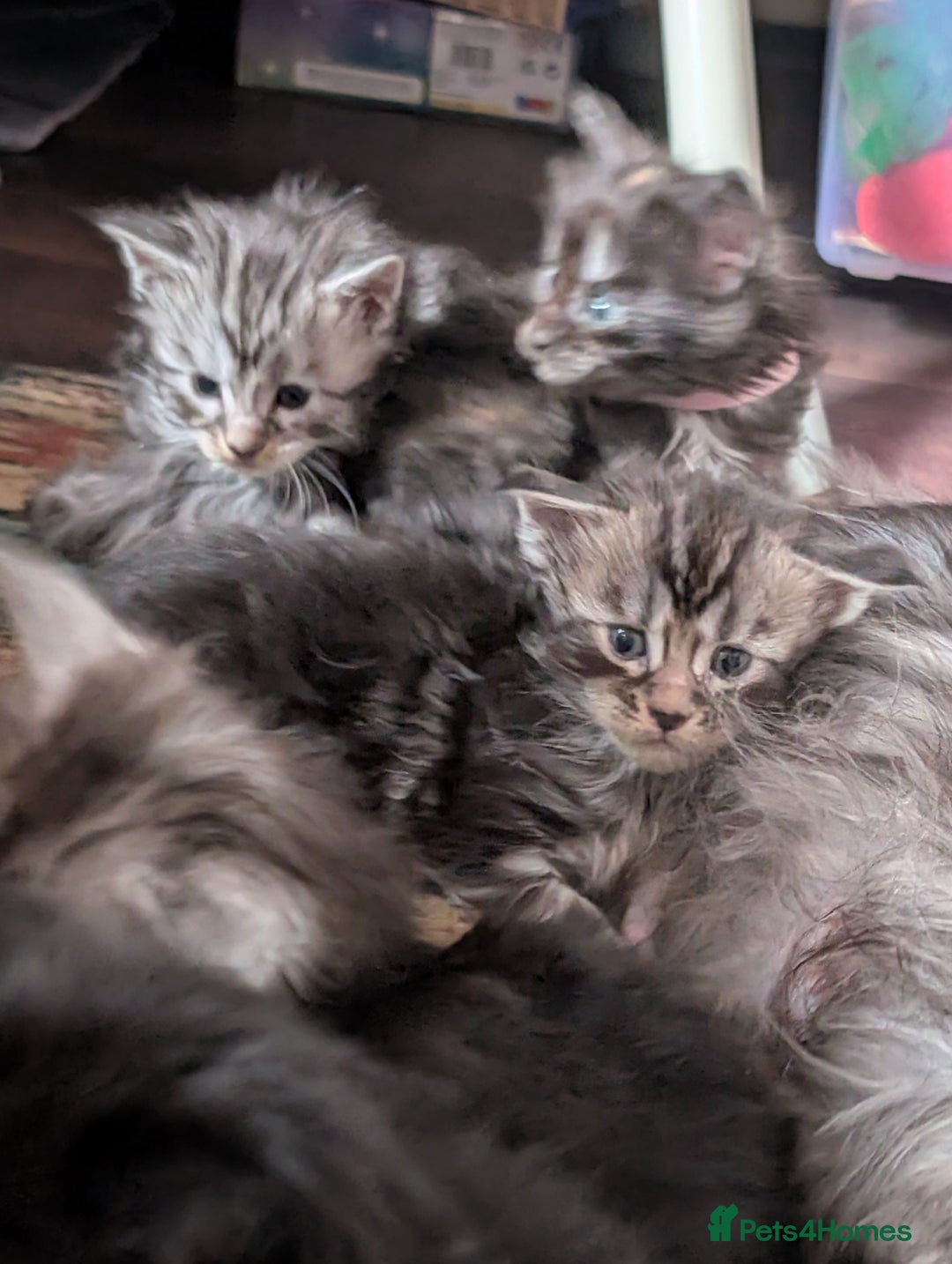 Maine Coon cats for sale: 6 Beautiful main coon kittens - Advert 1