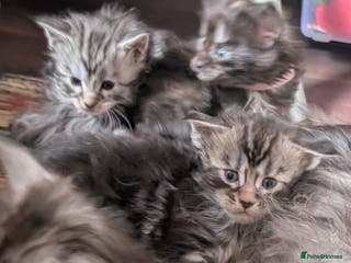 Maine Coon cats 6 Beautiful main coon kittens - Advert 3