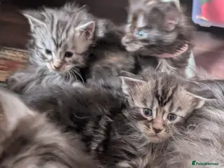 Maine Coon cats 6 Beautiful main coon kittens - Advert 16