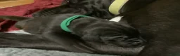 Great Dane dogs for sale: Great Dane puppies for sale - Advert 22