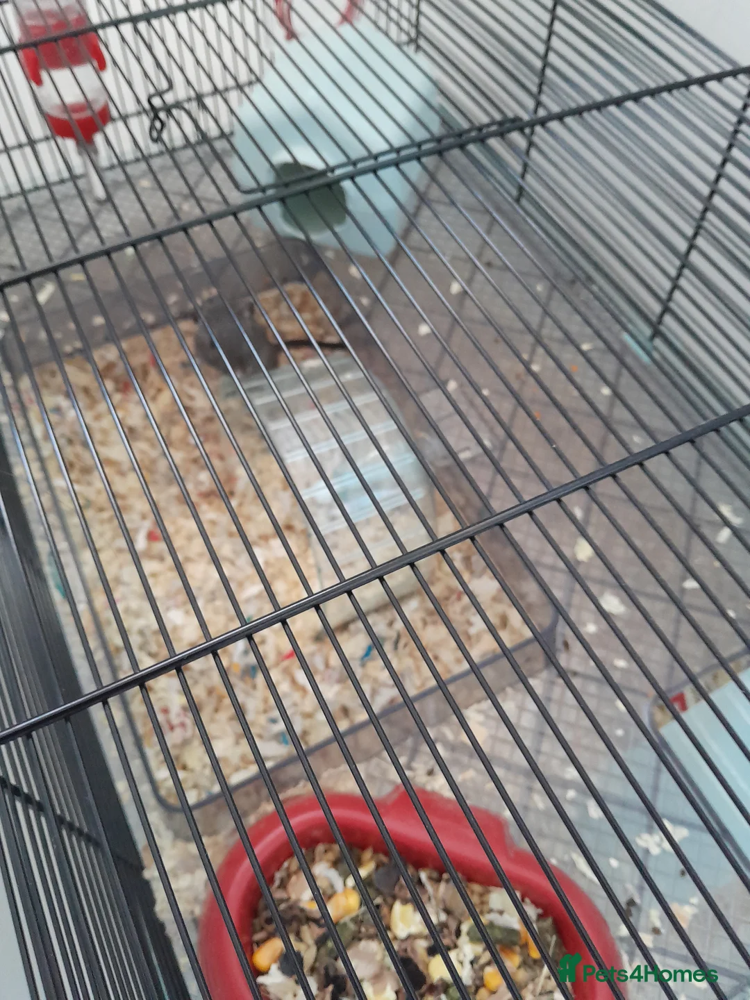 Gerbil rodents for sale: 2 female gerbils in Maldon - Advert 2