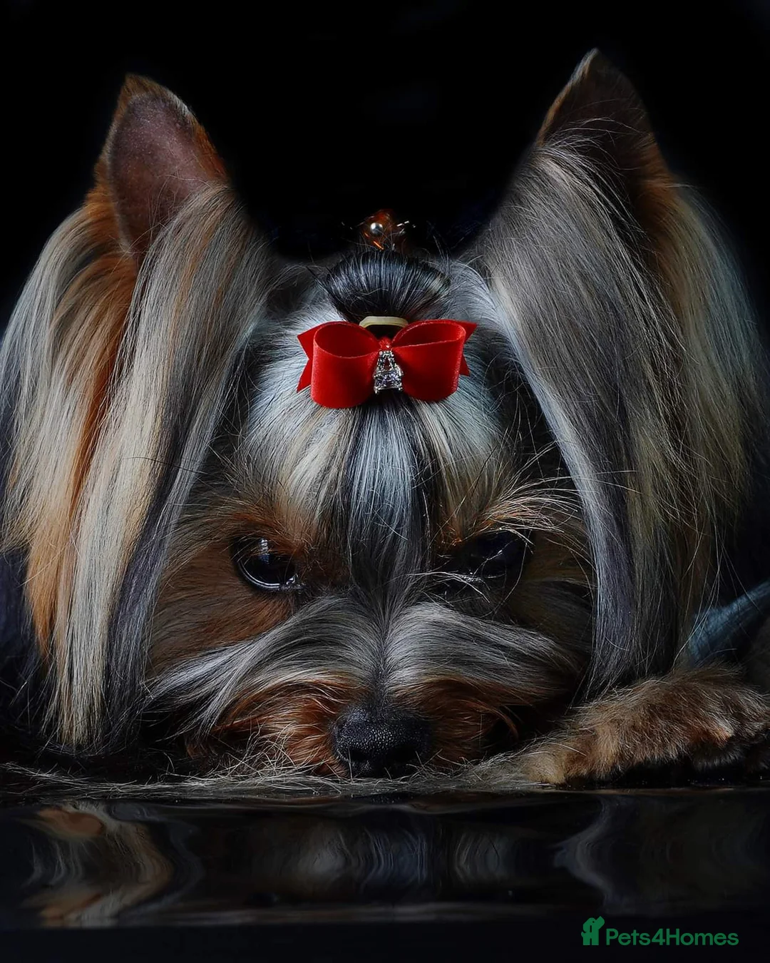 Yorkshire Terrier dogs for stud: KC REG Yorkshire terrier for STUD in Kettering - Advert 8