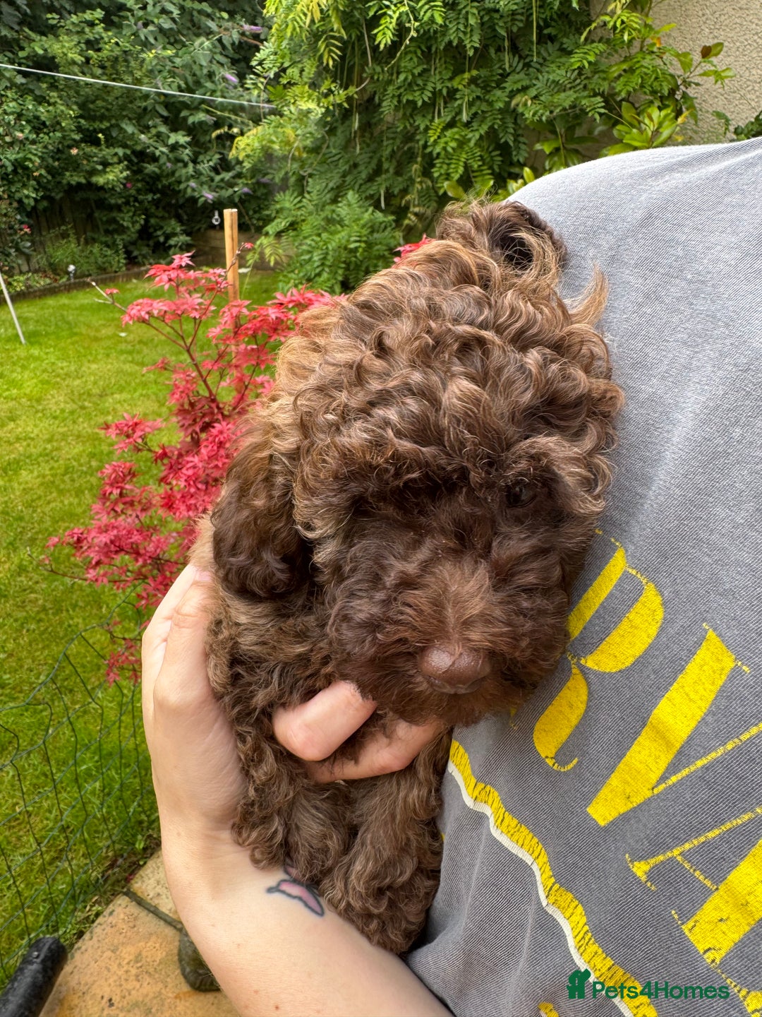 Cavapoo dogs for sale: Beautiful Toy F1b Cavapoo puppies  in Liskeard - Image 38