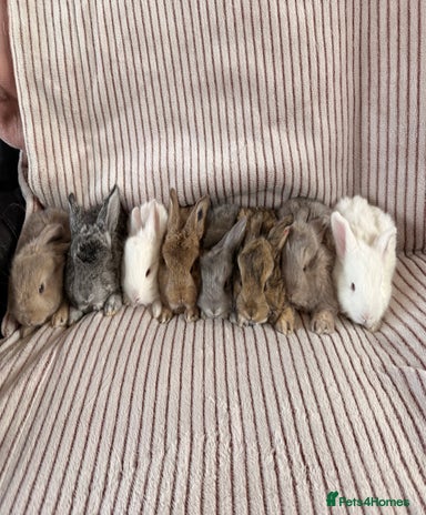 Fluffy Rabbits for sale | Pets4Homes