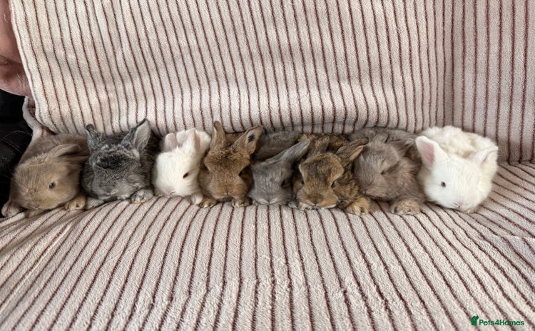 Mini Lop rabbits - Advert 3