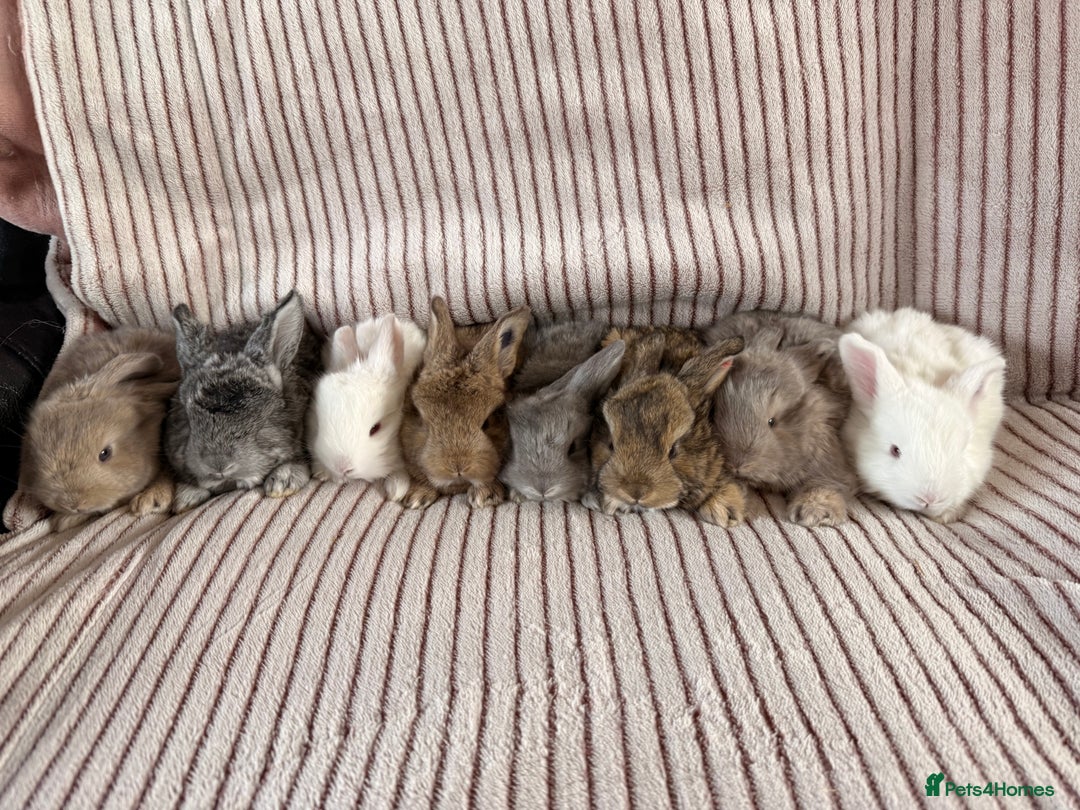 Mini Lop rabbits for sale: 8 Stunning babies! Mini lop x Giant French lop - Image 1