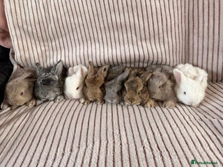 Mini Lop rabbits - Advert 13