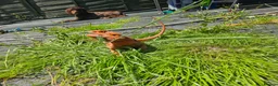 Bearded Dragon reptiles for sale: 2yr old Female bearded dragon Red Translucent - Advert 12