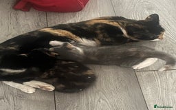 Mixed Breed cats for sale: Kitten  - Advert 1