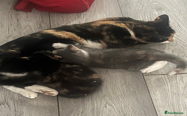 Mixed Breed cats Kitten  - Advert 1