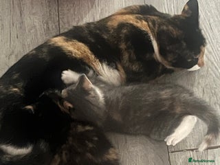 Mixed Breed cats Kitten - Advert 1