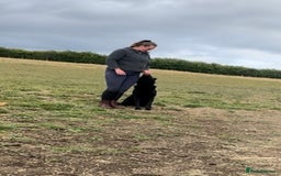 Belgian Shepherd Dog dogs for sale: A real good boy - Image 7