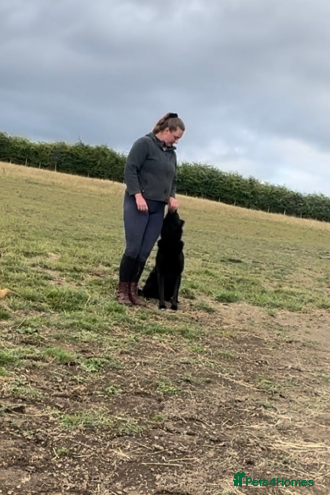 Belgian Shepherd Dog dogs for sale: A real good boy - Image 7
