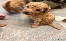 Miniature Poodle dogs for sale: Miniture poodles - READY TO LEAVE!!   - Image 14