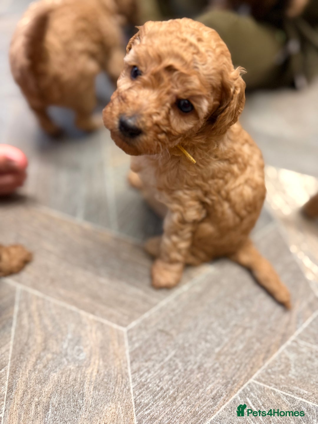 Miniature Poodle dogs for sale: Miniture poodles - READY TO LEAVE!!   - Image 14