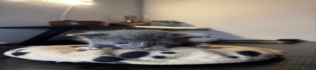 Mixed Breed Kitten 1