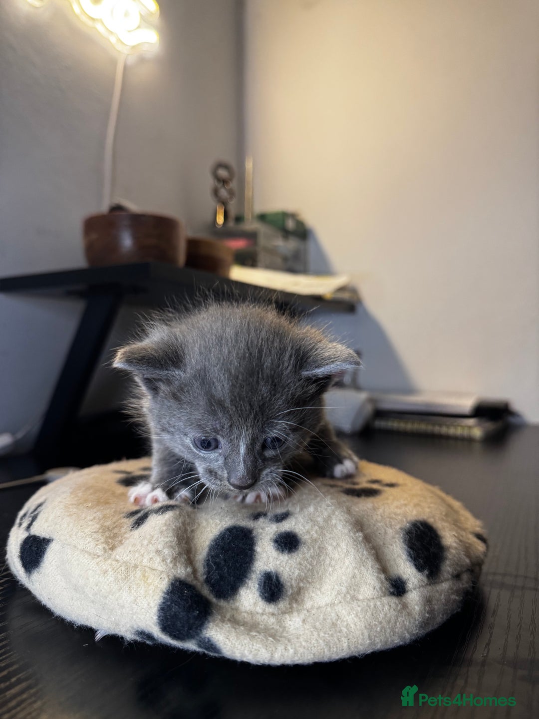 Mixed Breed cats for sale: Adorable kittens and others Looking for Home - Advert 6