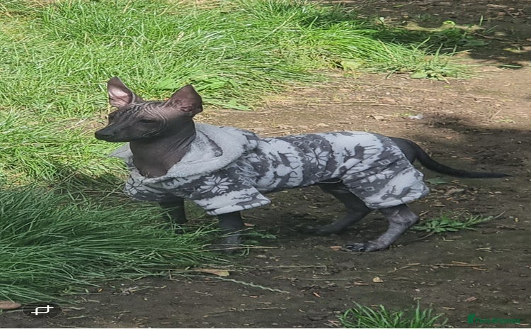 Mexican Hairless dogs - Advert 1