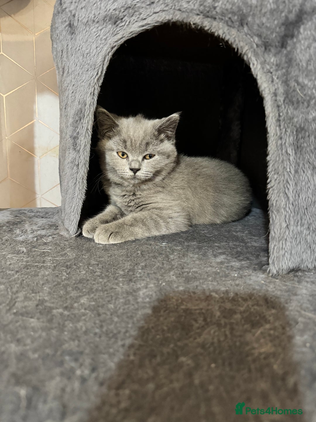 British Shorthair cats for sale: lovely BSH kittens for sale - 2 girls left in Livingston - Image 12
