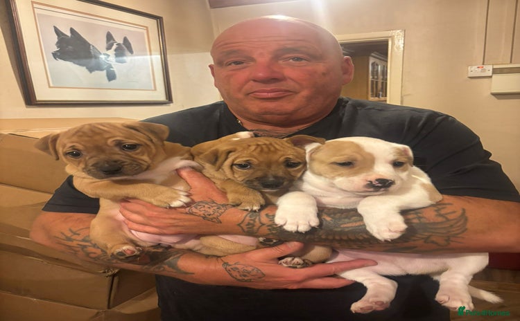 Staffordshire Bull Terrier dogs - Advert 6