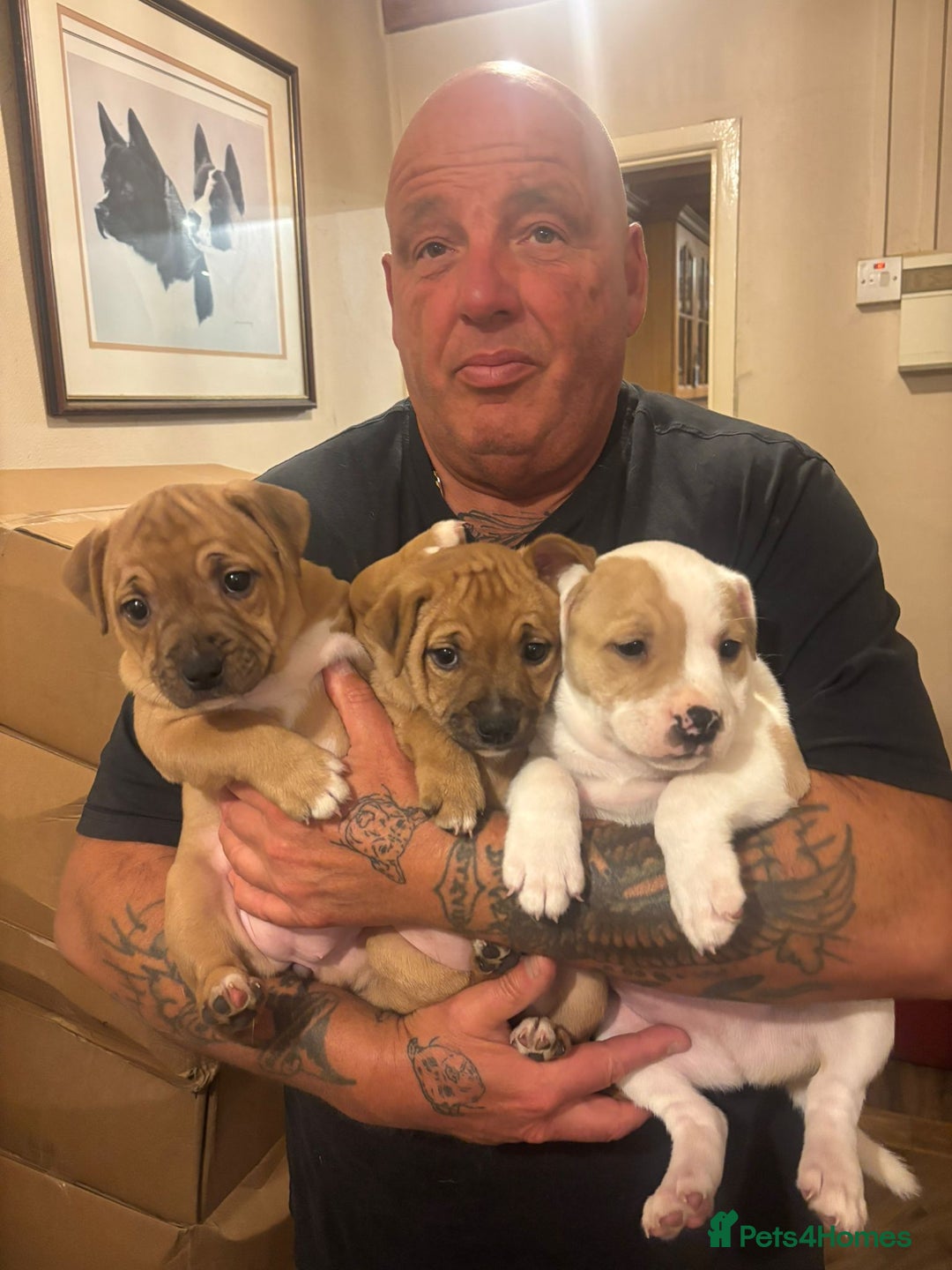Staffordshire Bull Terrier dogs for sale: Beautiful big puppies  - Image 1
