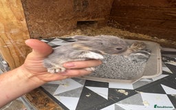 Mini Lop rabbits for sale: Mini Lops & Mini Lion Lops. Separate litters - Image 19