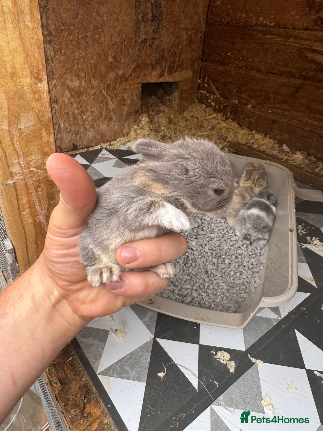 Mini Lop rabbits for sale: Mini Lops & Mini Lion Lops. Separate litters - Image 19