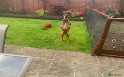 Mixed Breed dogs for adoption: Handsome, lovable Harry - Image 5