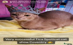 Abyssinian cats for sale: Pure pedigree Tica registered Abyssinian kittens  - Image 13