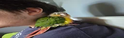 Conures birds for sale: Young Male Green-Cheek Conure - Loving Home Wanted in Chelmsford - Advert 3