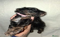 Mixed Breed dogs for sale: Yorkshire Terrier x Pomeranian Puppys - Advert 25