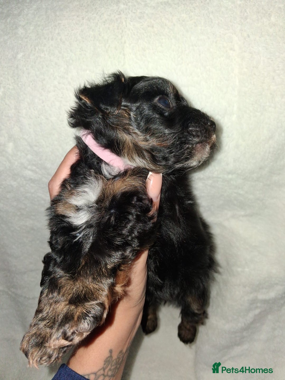 Mixed Breed dogs for sale: Yorkshire Terrier x Pomeranian Puppys - Advert 25