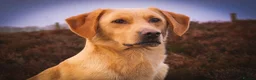 Labrador Retriever dogs for stud: OFTAW Carnochway Glamis  - Advert 6