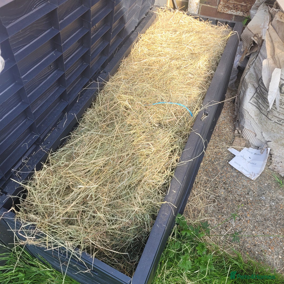 Guinea Pig rodents for sale: Male and female guinea pig - Image 6
