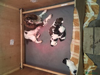 English Springer Spaniel dogs Kc Registered English Springer Spaniels for sale. - Advert 1