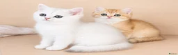 British Shorthair cats for sale: British Shorthair Silver & Golden Shaded Kittens - Advert 5