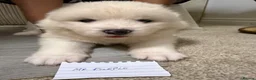 Samoyed dogs for sale: Samoyed pups - Advert 14