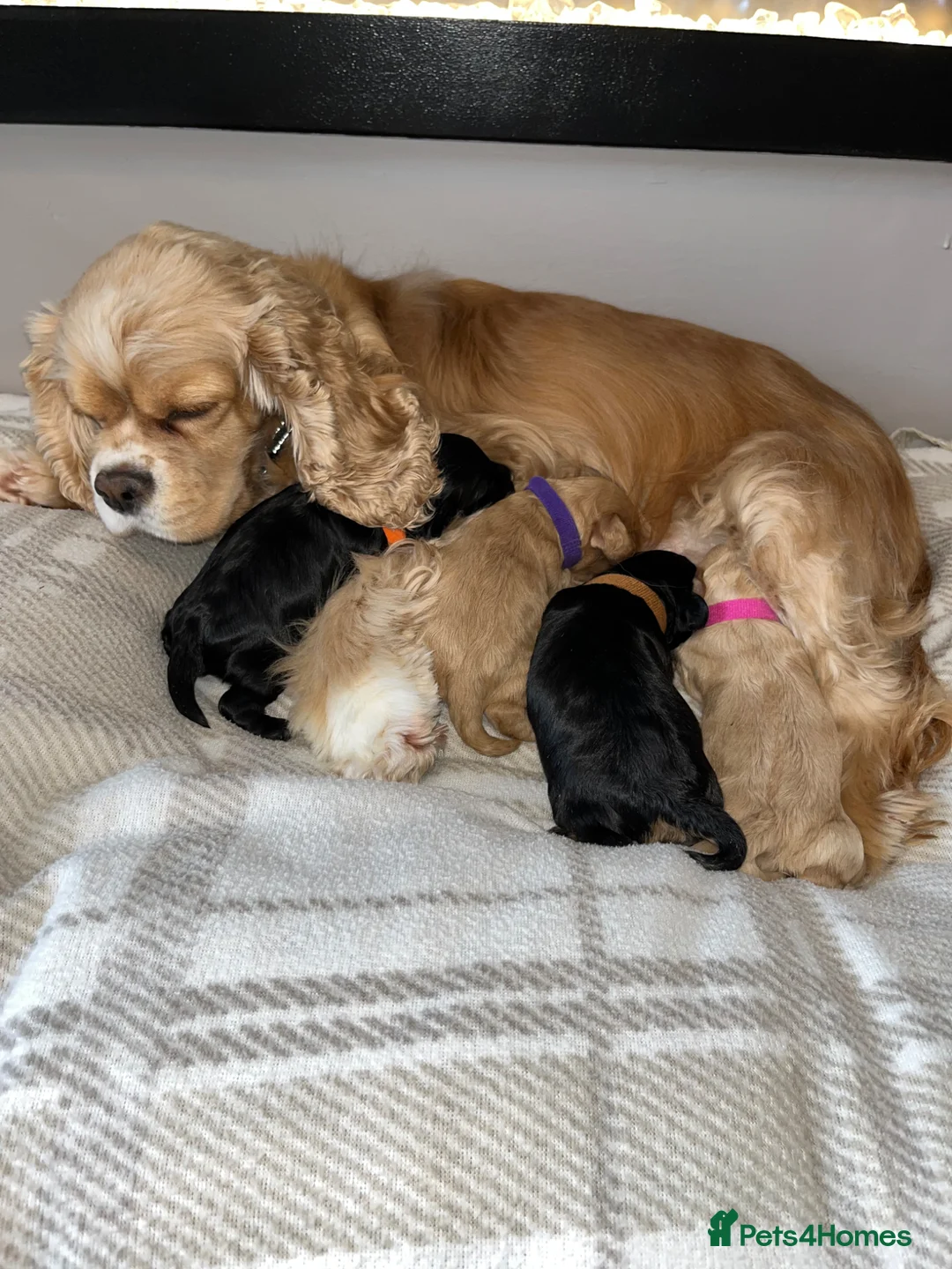 Cockapoo dogs for sale: American Cockapoo f1 puppy's  in Glasgow - Advert 2